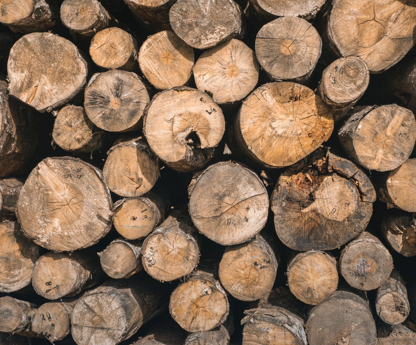 Raw timber logs stacked and organized for intake